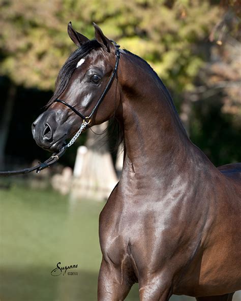 versace arabian stallion pedigree|Versace rojo arabians.